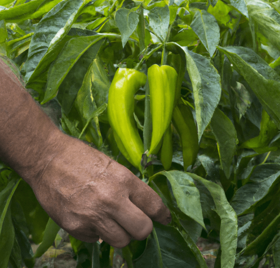 harvesting bell pepper