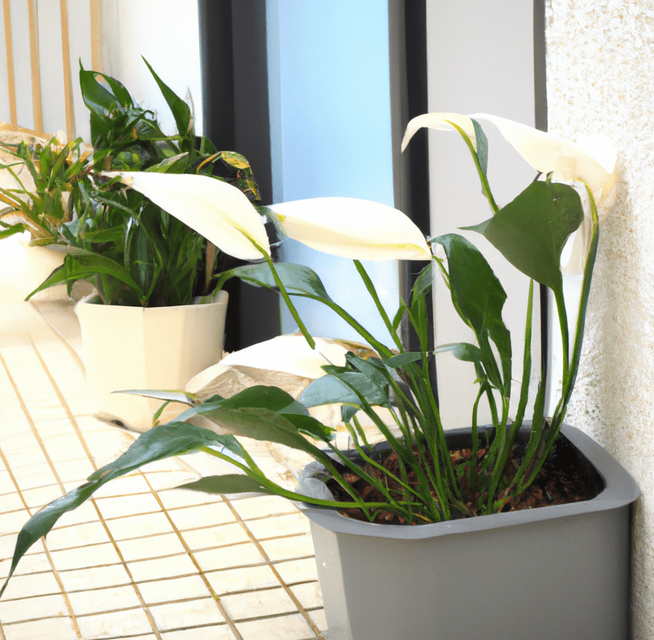 peace lily outdoors