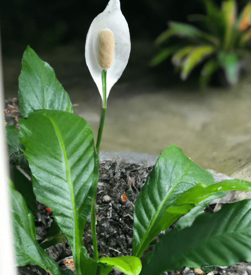 peace lily outside