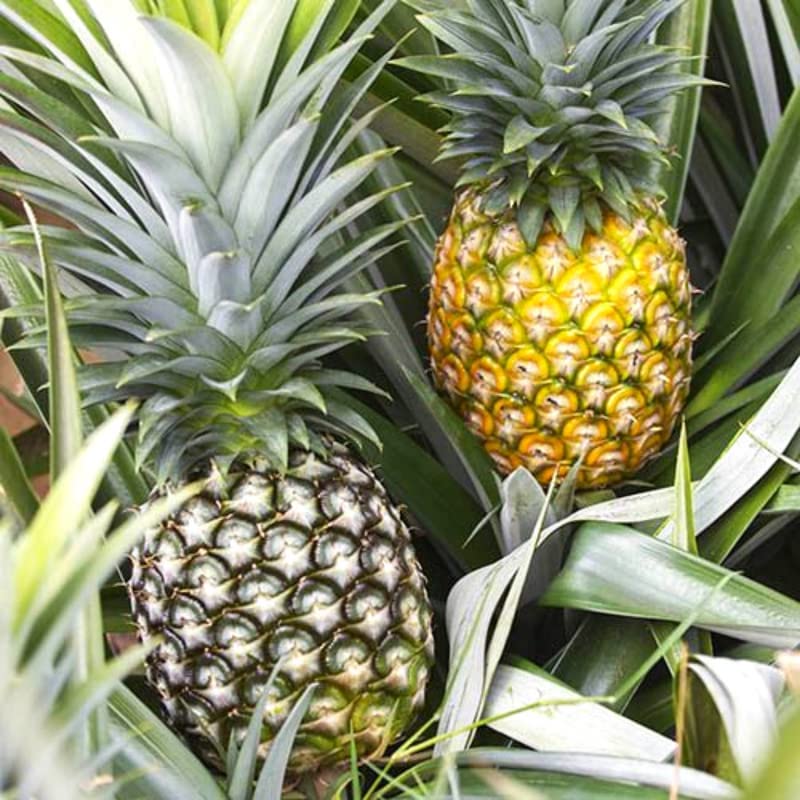 pineapple on plant