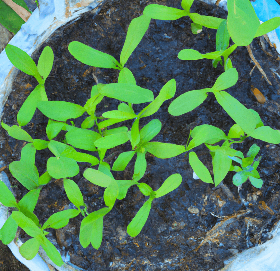sunflower seedlings