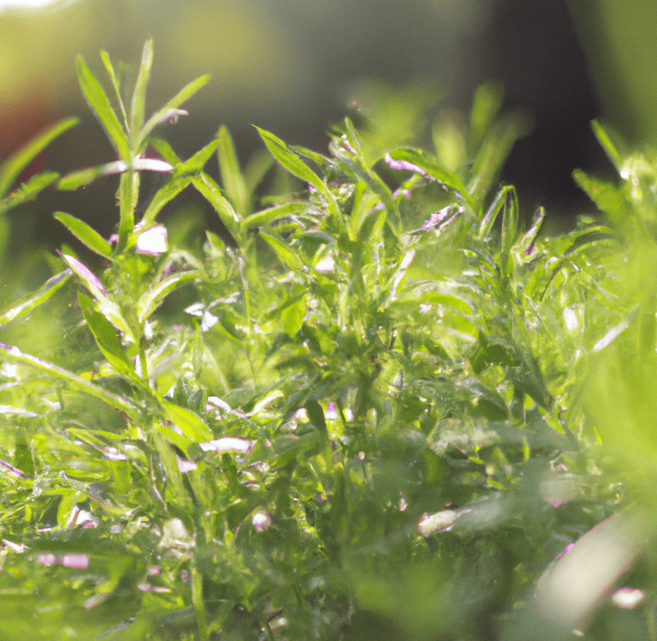 herbs in sunlight