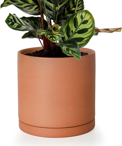 D’vine Dev Terracotta Plant Pot