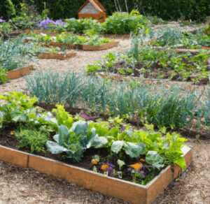 a beautiful vegetable garden with raised beds and different types of vegetables
