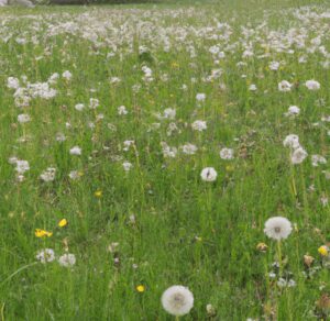 a lawn filled with Dandelion