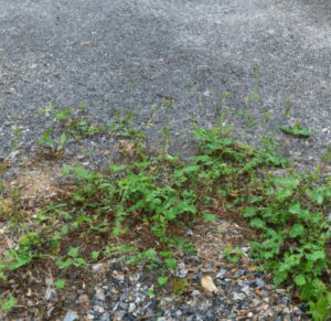 weeds coming out of a gravel driveway-min