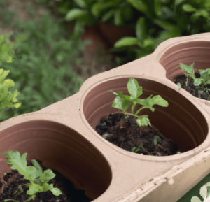 Benefits of using biodegradable planters in your garden