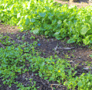 Benefits of using cover crops in your garden