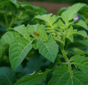 Benefits of using organic pest control methods in your garden