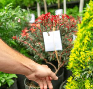 Choosing the right plants for your garden