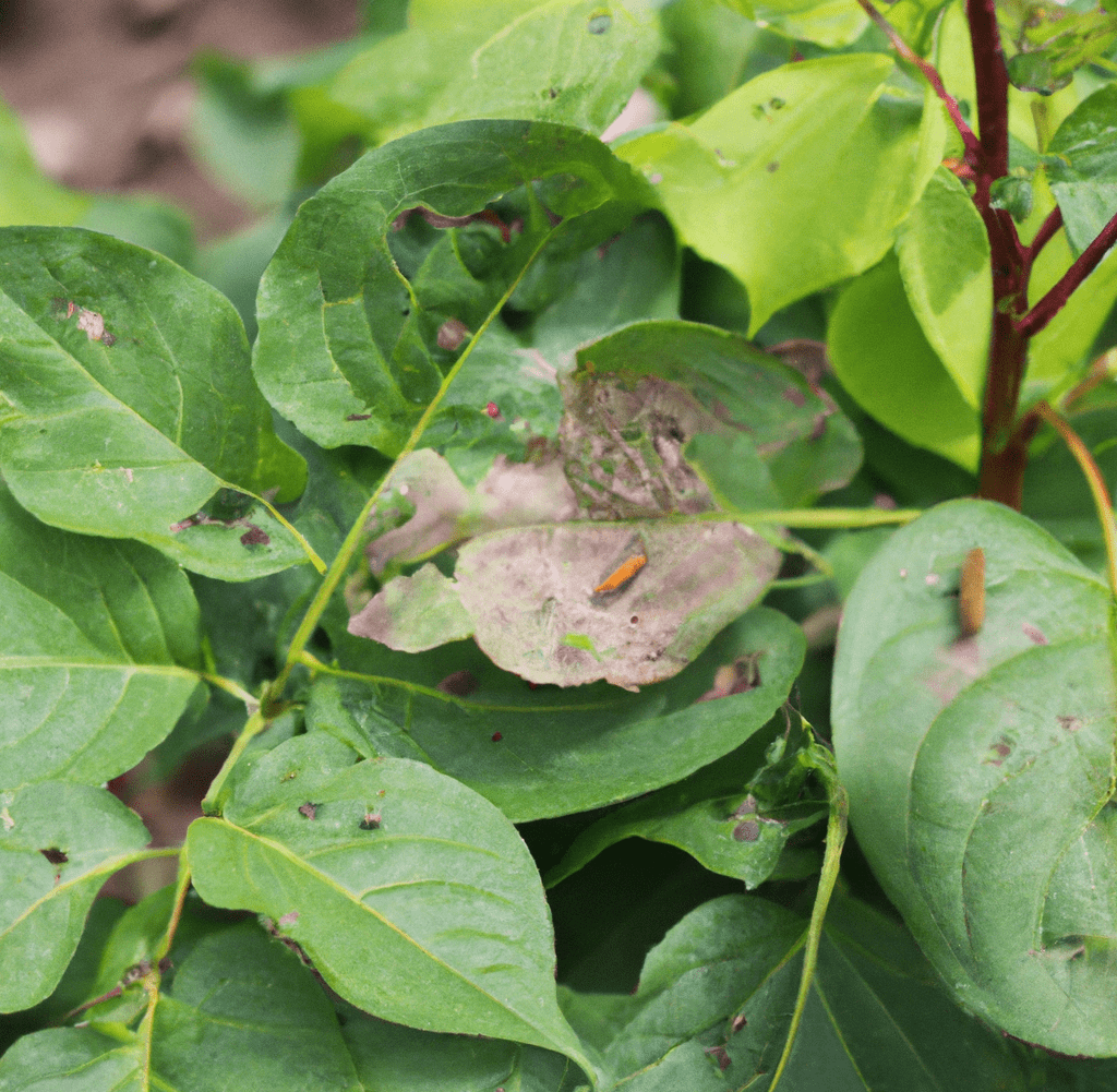 Profit of using integrated pest management in your garden