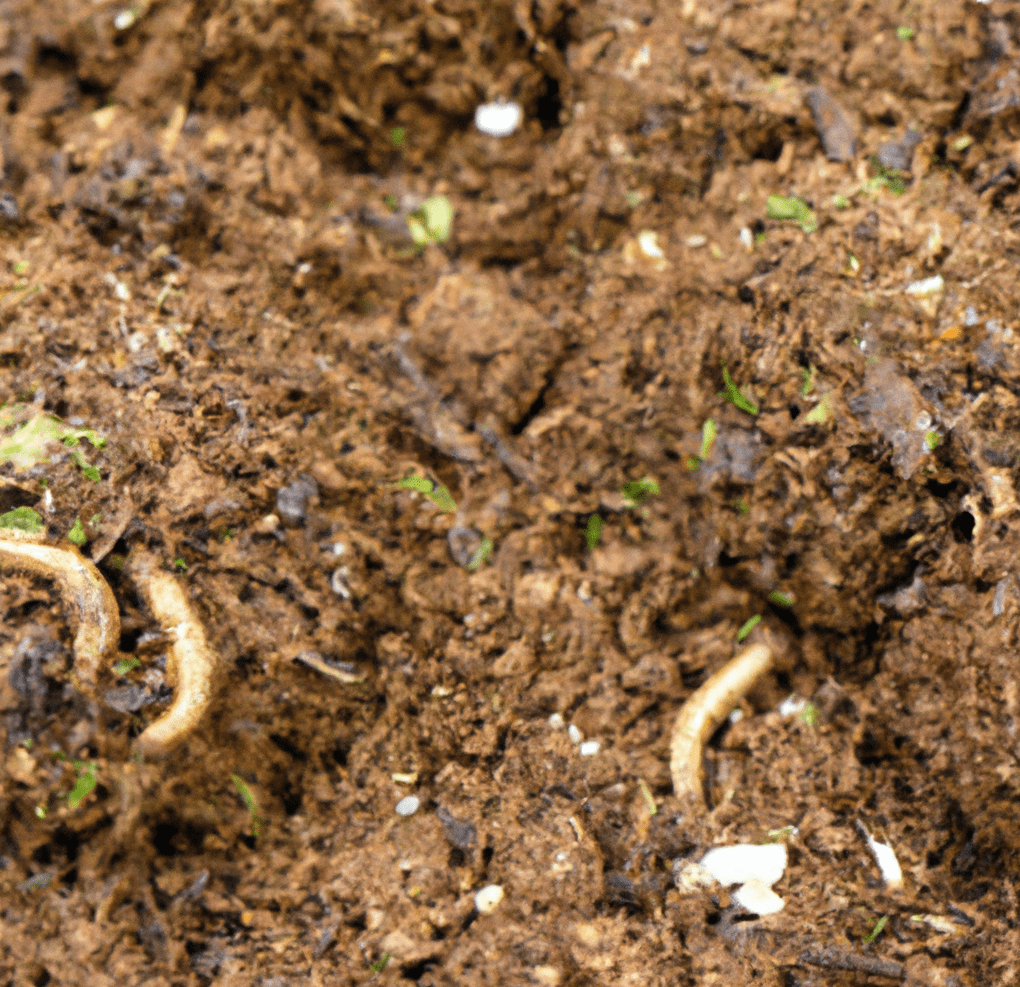 The benefits of using vermicompost as a fertilizer