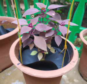 Purple plants for container gardening