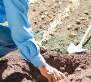 Soil preparation and planting techniques