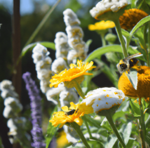 To attract beneficial insects to your garden