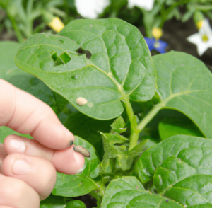 To check pests in your garden naturally
