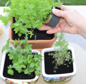 To grow herbs in containers