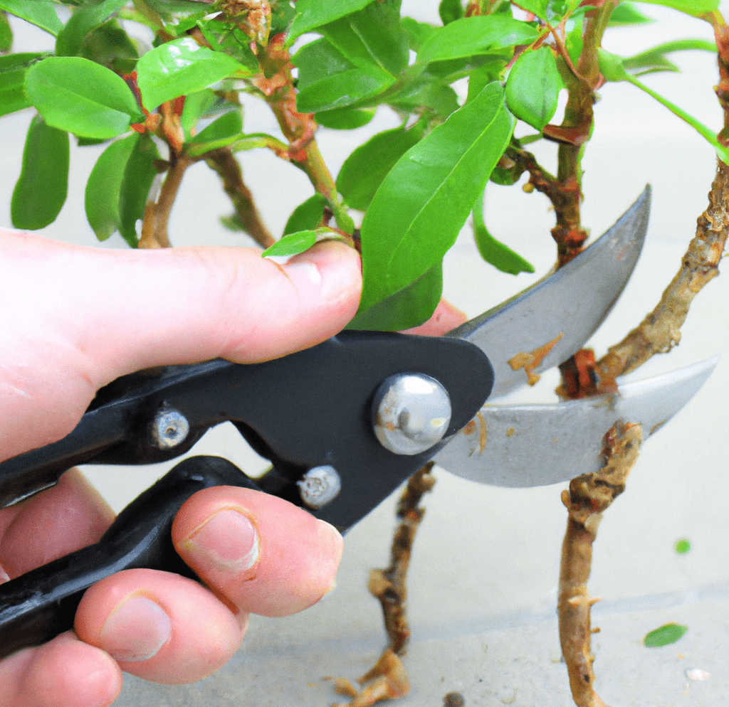 To neaten and groom your plants
