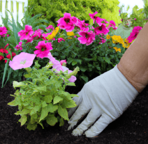 To plant annuals and perennials
