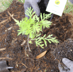 To plant native plants