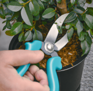To shape and groom your plants